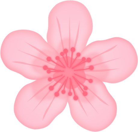 Cherry Blossom Flower